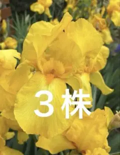 ♦︎ジャーマンアイリス ♦︎鮮やかな黄色 ♦︎3株のサムネイル