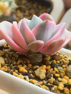 ラブリーローズ錦 虹斑入り 多肉植物 エケベリア 抜き苗 - メルカリ