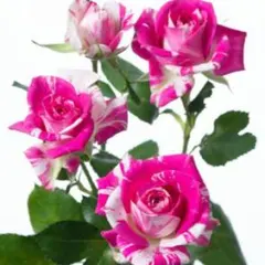 バラ苗 四季咲 絞り トゲ少ない 切花品種 spバラ 薔薇苗のサムネイル