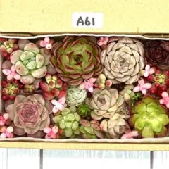 エケベリア 多肉植物 寄せ植えセット A61 カット苗 セダム 韓国苗 多肉弁当
