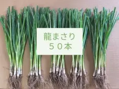 【農家直送】ネギ苗50本 ◈おまけ付きのサムネイル