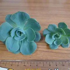 みんみん様 リクエスト 2点 まとめ商品