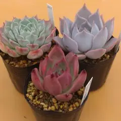 多肉植物　エケベリア3苗セットのサムネイル