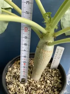 Yellow Moon dwarf Totoroなどビカクシダ胞子培養株5種 - メルカリ