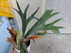 ビフルカッムcv.オールド 手をかけなくても格好良く成長します。希少株