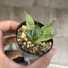 58 アガベ　チタノタ　覇王竜　美株　肉厚　ムチムチ　選抜　特選 アガベ チタノタ 覇王竜 HR-02 | アガベ専門店 モンスターハウス