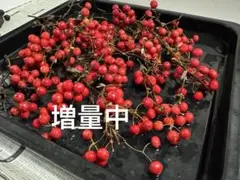 サンキライの実 山帰来 枝つき ドライフラワー リース スワッグ