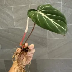 ちぇるちぇる様 リクエスト 2点 まとめ商品