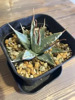 2025年最新】エボリスピナ 陽炎の人気アイテム - メルカリ