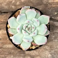 【7-23】　リンゼアナ×ざわわ　多肉植物のサムネイル