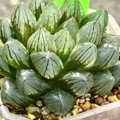 2025年最新】ハオルチア 錦の人気アイテム - メルカリ