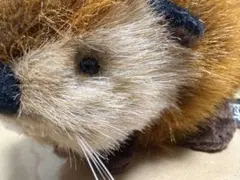 SUPER BEAVER ぬいぐるみ 吉徳✕スーパービーバーちゃん - メルカリ