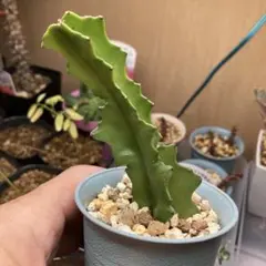 ユーフォルビア カット苗 多肉植物 ユーフォルビア (カット苗発根済み） EX81 おまけ付！ - メルカリ