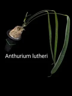 レア アンスリウム Anthurium sp 'Long tongue' - メルカリ