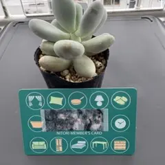 多肉植物 ミックスベリア ブルーベリームーン 抜き苗 - メルカリ