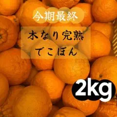 自然農不知火2kg 8年目 無農薬肥料不使用 自然農法 みかん 海乃蛙自然
