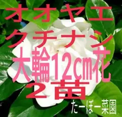 cocoa様 リクエスト 2点 まとめ商品