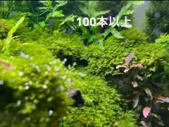 ウォーターフェザー　無農薬　100葉以上のサムネイル