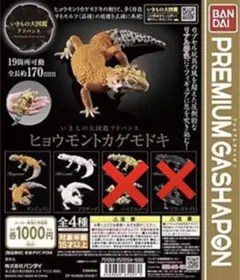 ヒョウモントカゲモドキ
