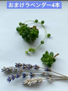 グリーンネックレス入り♡多肉寄せ植え 北海道産ラベンダー付き