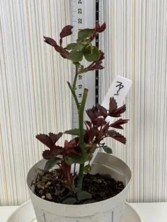 花うさぎ様 リクエスト 2点 まとめ商品