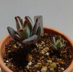 このみん様　専用です♪　　　　（速達発送）