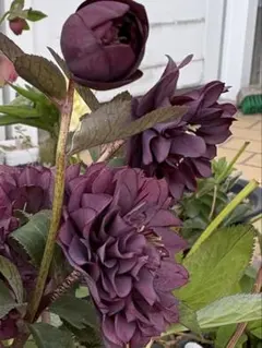 むぅ様 リクエスト 3点 まとめ商品