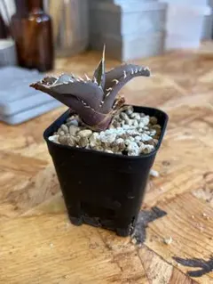 アガベ 烈焔　観葉植物 多肉植物のサムネイル