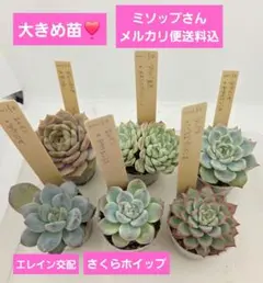 2025年最新】メキシコポルデンシスの人気アイテム - メルカリ