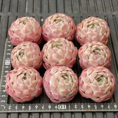 Yakukatata様 リクエスト 10点 まとめ商品