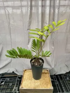 Cryptanthus 