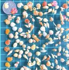 天然貝殻　素材　小さい貝殻　微小貝のシンプルアソート