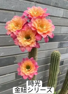 2026年最新】サボテン 金紐の人気アイテム - メルカリ