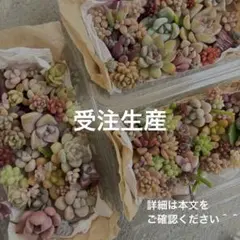 【多肉弁当】【リクエスト】★かわいい寄せ植え★本文ご確認ください＾＾