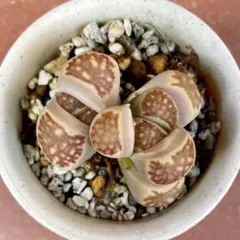 Lithops julii ssp.fulleri 'Kikushogyoku' - メルカリ
