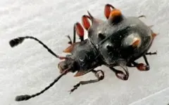 メキシコ産 ツノゼミ 標本 - メルカリ