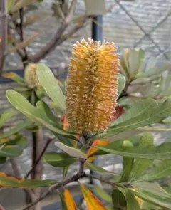 2025年最新】バンクシア 種の人気アイテム - メルカリ