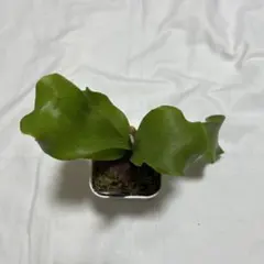 ビカクシダ ホルタミー holttumii 前葉体 胞子体 - メルカリ