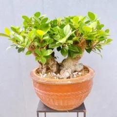 japan bonsai 幸多き樹、ガジュマルこじんまりした、太い豊かな幹と葉 