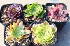【速達】ばぁばの多肉　高温期のため速達おすすめ♡様 リクエスト 3点 まとめ商品