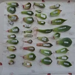 葉挿しセット 多肉植物 おらいさん 青札 つぶつぶ 韓国苗のサムネイル