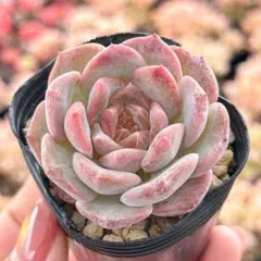 癒しの多肉植物 ママノエル - メルカリ