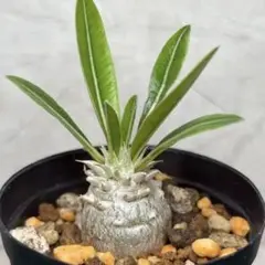2026年最新】観葉植物 塊根植物・コーデックスの人気アイテム - メルカリ