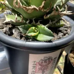 2026年最新】アガベ シーザー 親株の人気アイテム - メルカリ