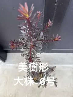 2026年最新】リューカデンドロン デュリフの人気アイテム - メルカリ