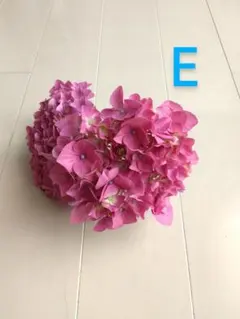 E　品種不明　ポット苗　紫陽花　あじさいのサムネイル