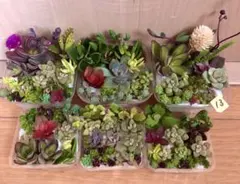13 多品種　カラフル　育て方メモ　多肉植物　紅葉が綺麗❤️6つセット