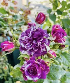 2025年最新】センテッドジュエルの人気アイテム - メルカリ