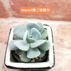 【速達付き】Mariri様ご依頼分 多肉 エケベリア サンカルロス 他