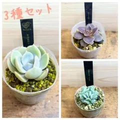 こま様専用 2点おまとめ商品